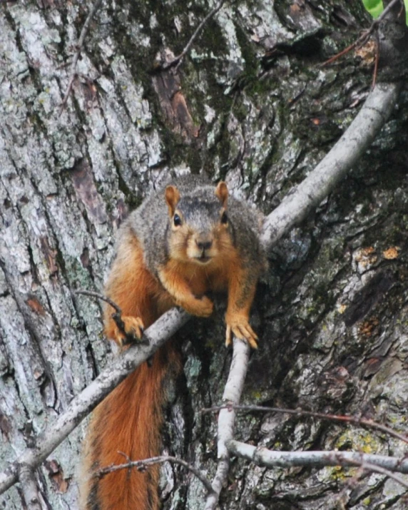 the squirrel is climbing up the nch to eat