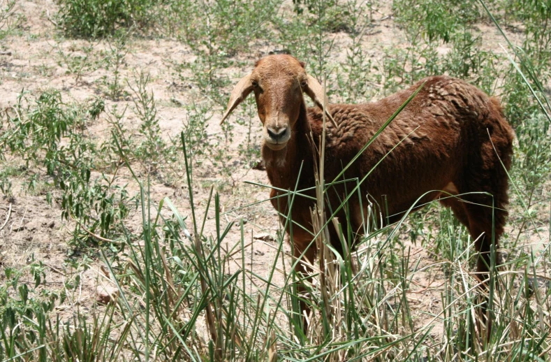 a brown goat standing in a tall green grass field