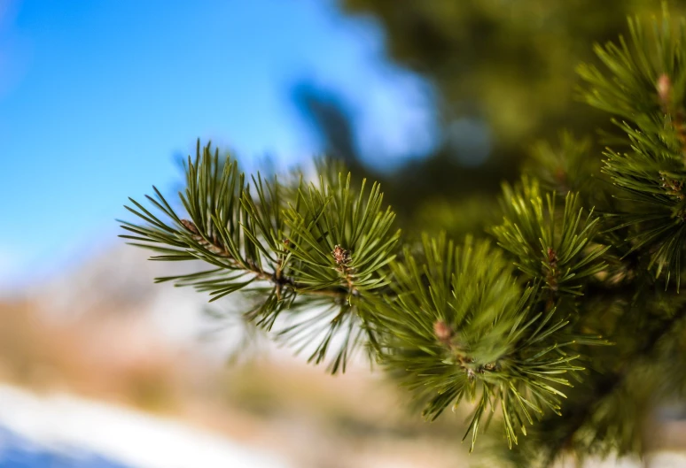 a close up of the needles of a pine tree