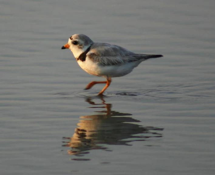 a bird stands alone on the surface of the water