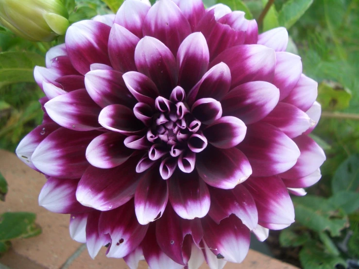 a close - up of a pink and white flower with green leaves in the background