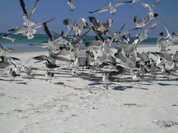 many seagulls are feeding on the beach near the water