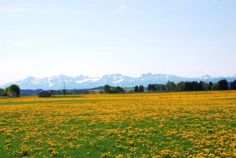 a large field with lots of yellow flowers in it