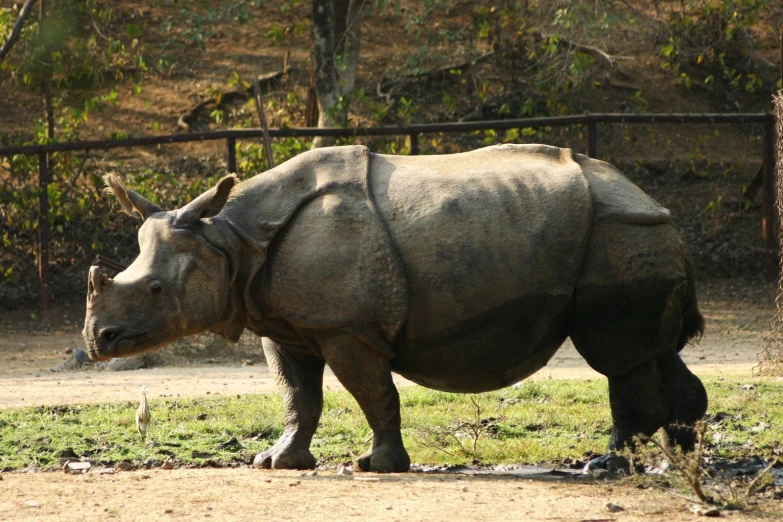 a rhino is standing on some dirt