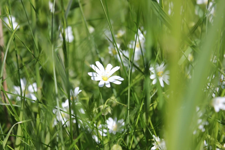 white flowers growing among the grass on the ground