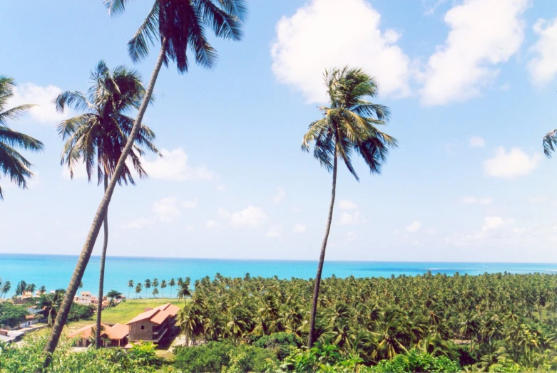 there is palm trees on the beach near the ocean