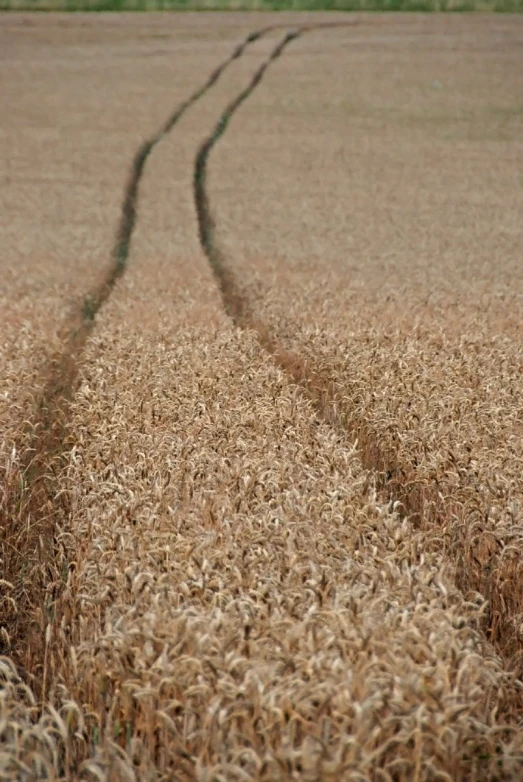 a field with two tracks of plants in the middle