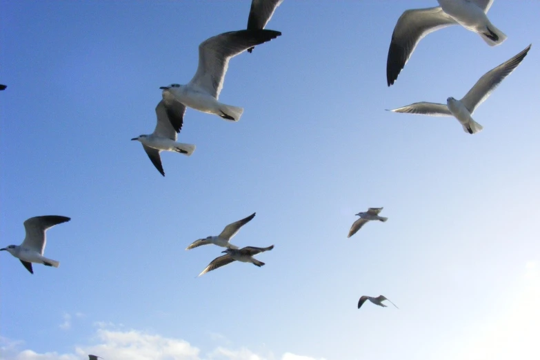 seagulls flying in formation at the sky on a clear day