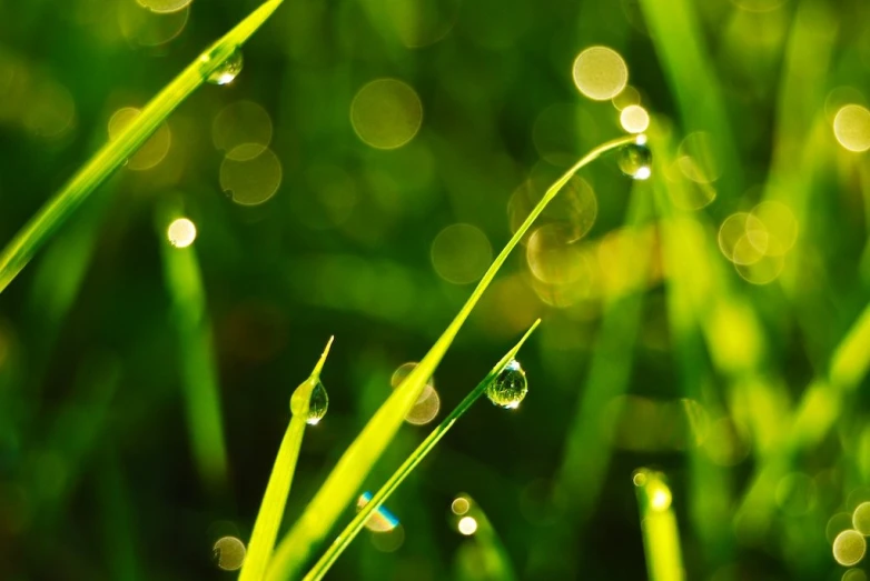 some grass with water droplets on it