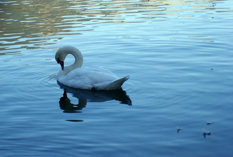 white swan swimming in water with sun reflections