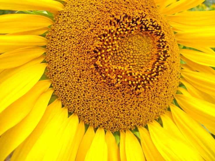 the petals of a sunflower are shown