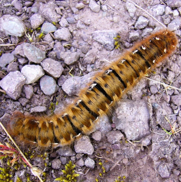 a close up of a small brown caterpillar on the ground