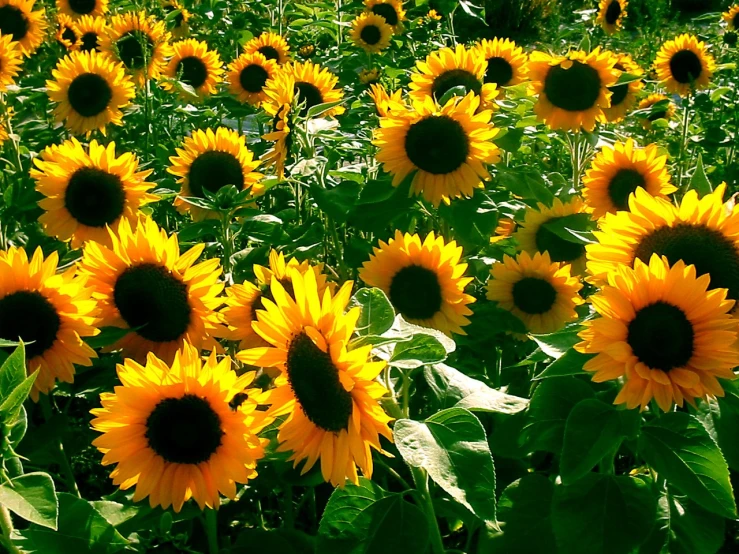 several large sunflowers are seen in this close up po