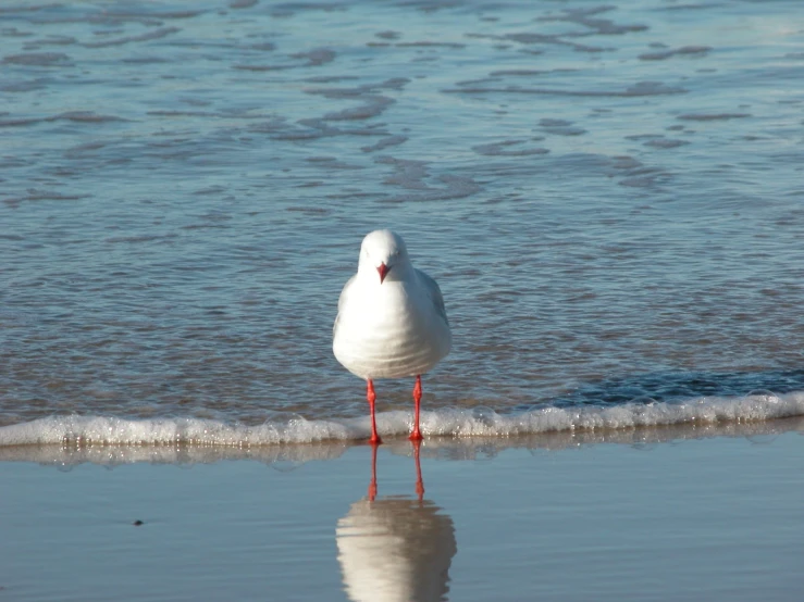 a white and red seagull stands on the beach