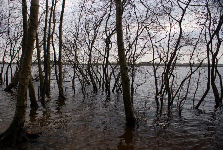 some trees standing in the middle of a lake