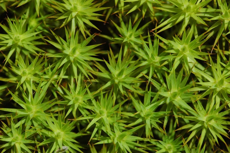 closeup view of the top of a plant with small leaves