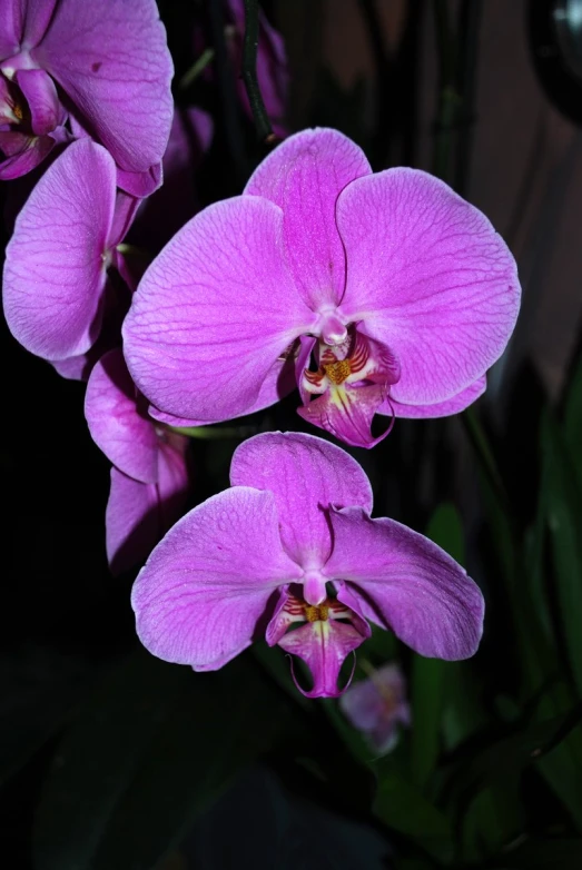 purple flowers are blooming in a vase with water