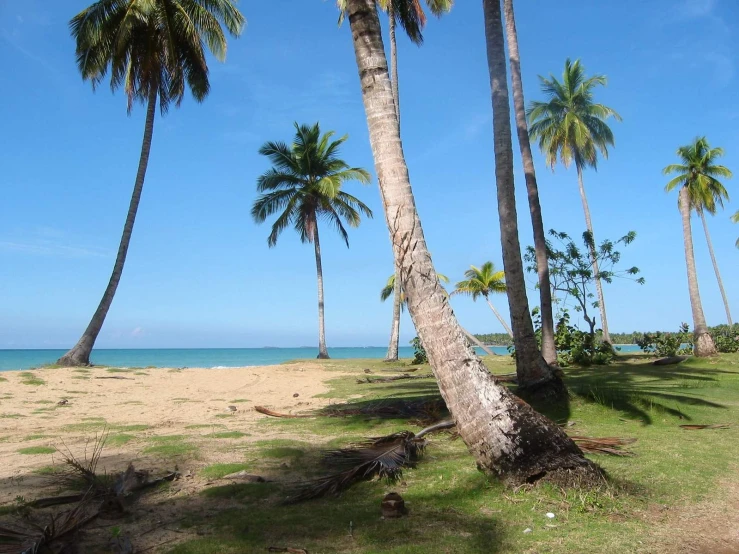 there is palm trees and no leaves at the beach