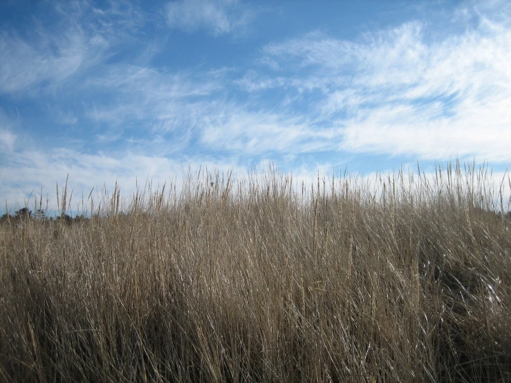 the grass in front of a beautiful sky has some thin, thin grasses in the foreground