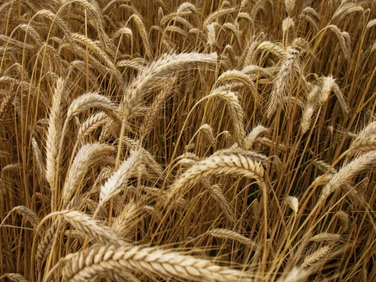 close up of tall grain stalks and leaves in the middle of a field