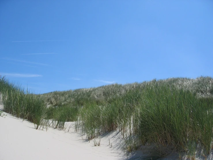 a large sand dune with trees on the top