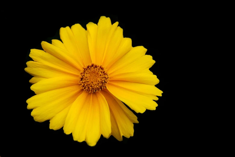 a bright yellow flower on a black background