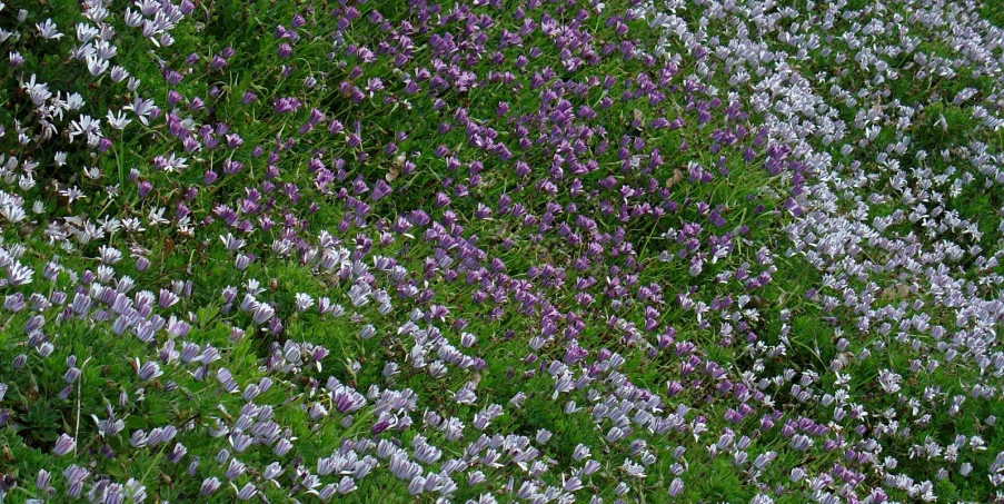 colorful purple flowers on the side of a field