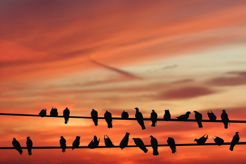 many birds are on a wire under a pink and yellow sky