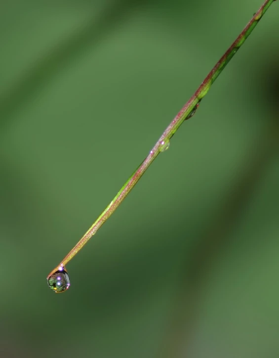 a drop of water hangs from a leaf