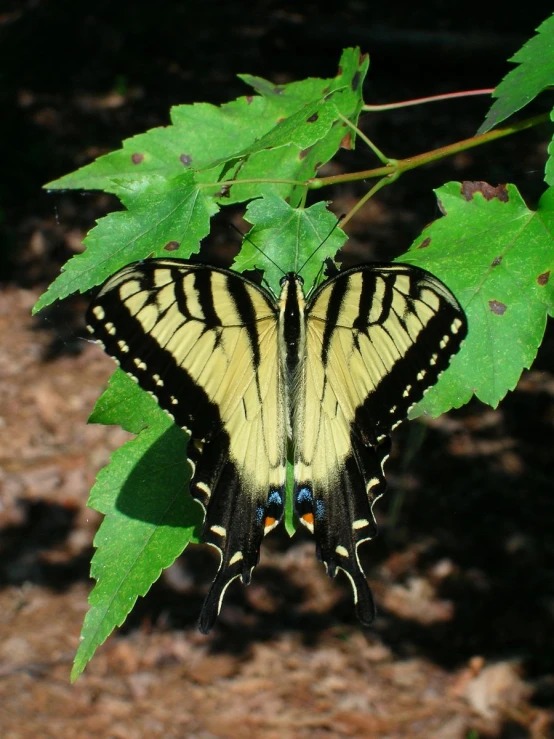 the large erfly is sitting on the green leaves