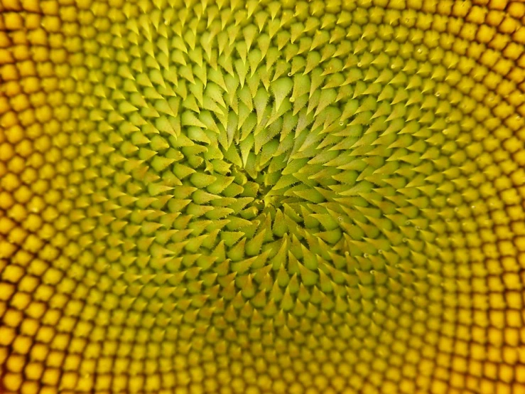 a very abstract view of the petals of a sunflower