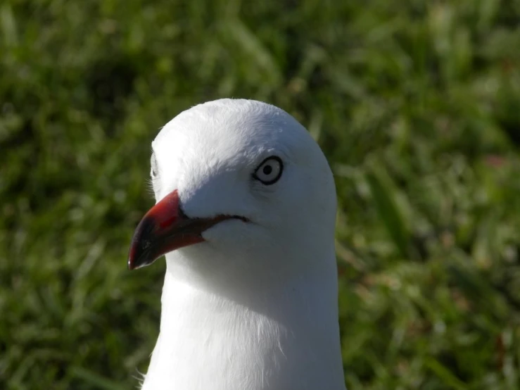 a white duck with a red beak and dark eyes