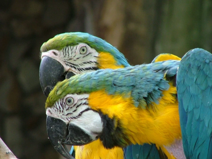 two large parrots sitting in a tree together