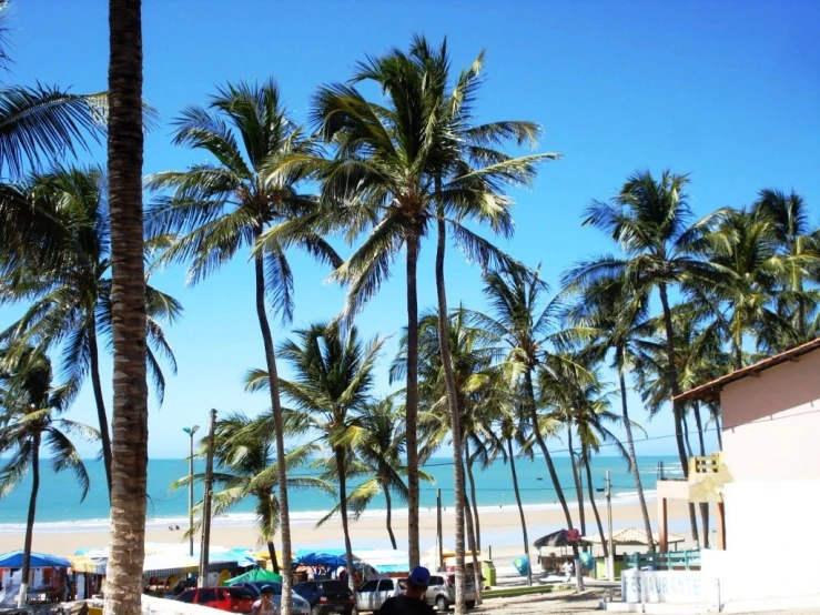 several palm trees along the beach with a sandy beach