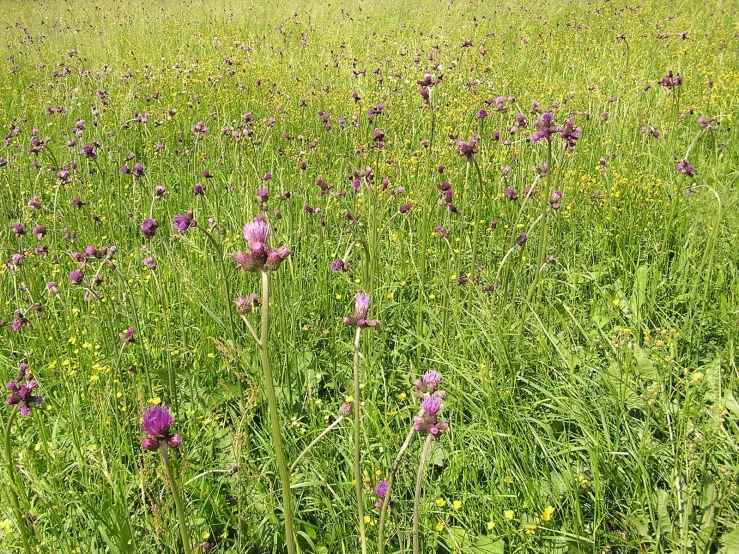 a field full of wild flowers sitting in the middle of the grass