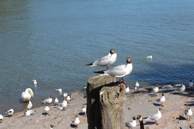 seagulls on the sand next to water, with other birds around them