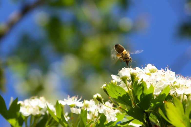 a honey bee in flight above a cluster of flowers