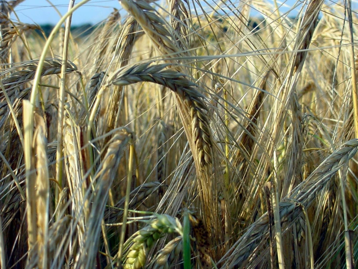 the grain is growing in a field