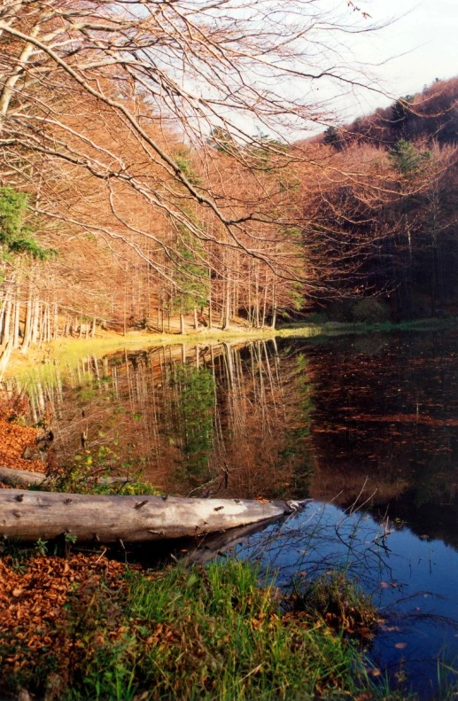 a long tree line near the water in a forest