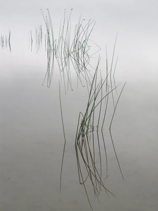 the small grassy reeds are reflected in the water