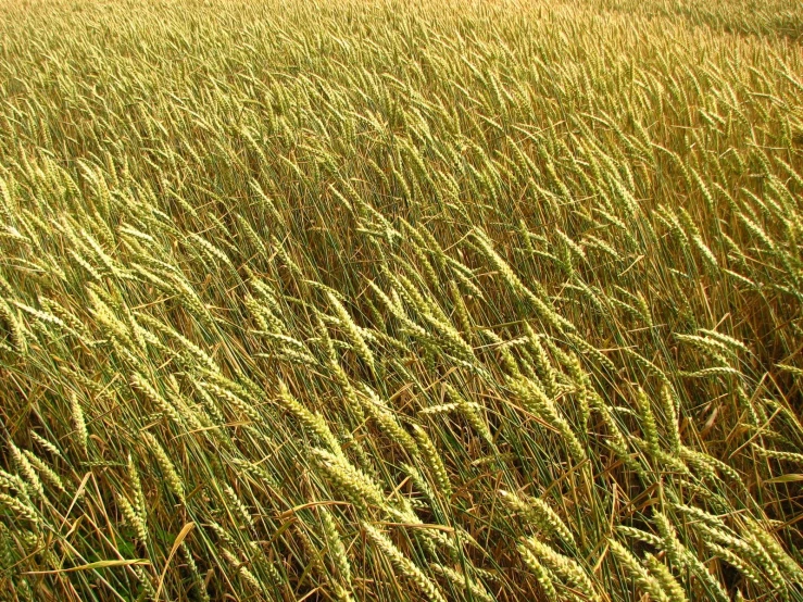 a tall grass field filled with green plants