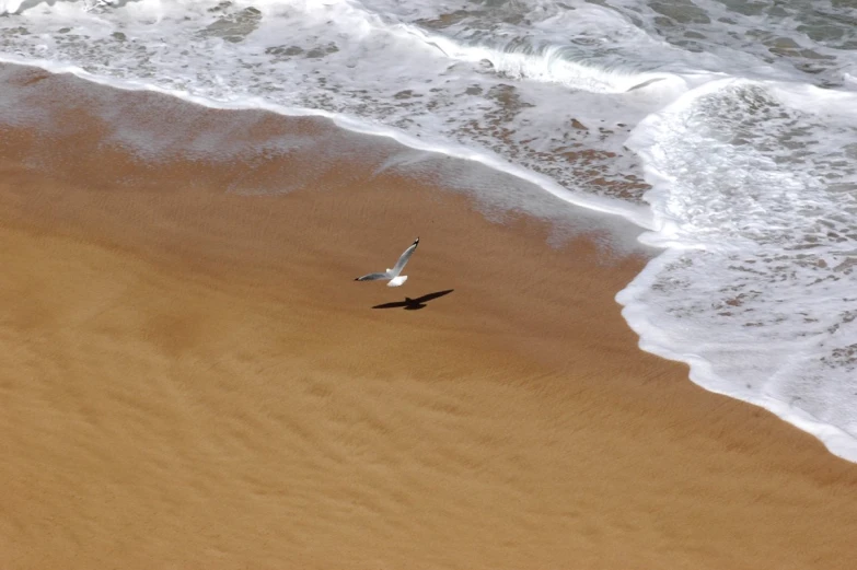 the bird is flying over the beach by the water