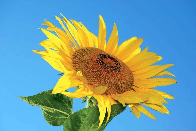 the bright yellow sunflower is blooming very nicely