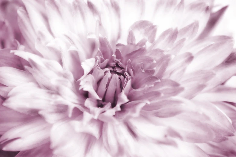 closeup of flower with white background in color filter