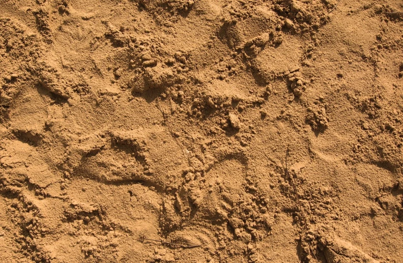 an animal track with several other tracks in the sand