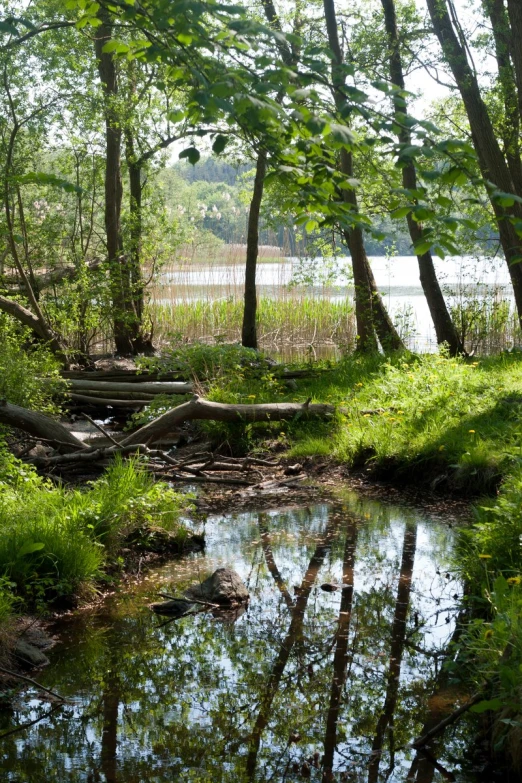 a pond in the woods is surrounded by trees