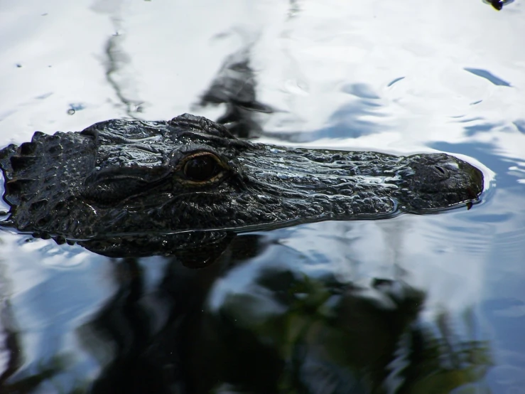 an alligator submerged in some water next to trees