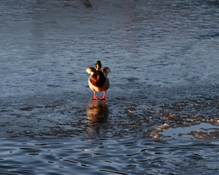 two ducks stand together on a icy lake