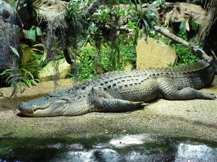 a crocodile laying on the ground next to a body of water