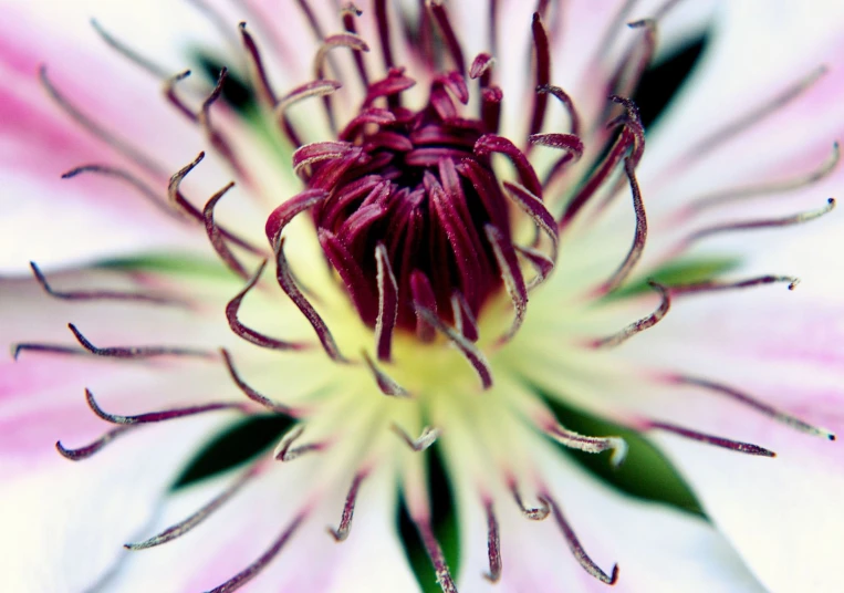 a close up picture of a pink and white flower